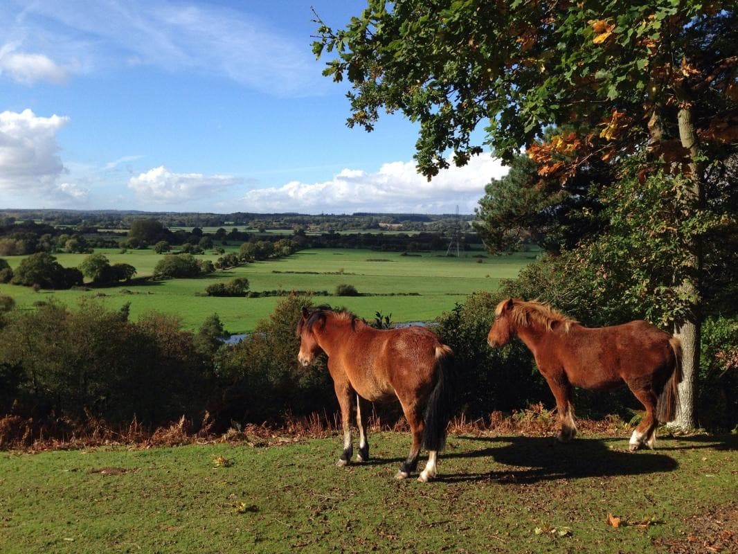 New Forest National Park