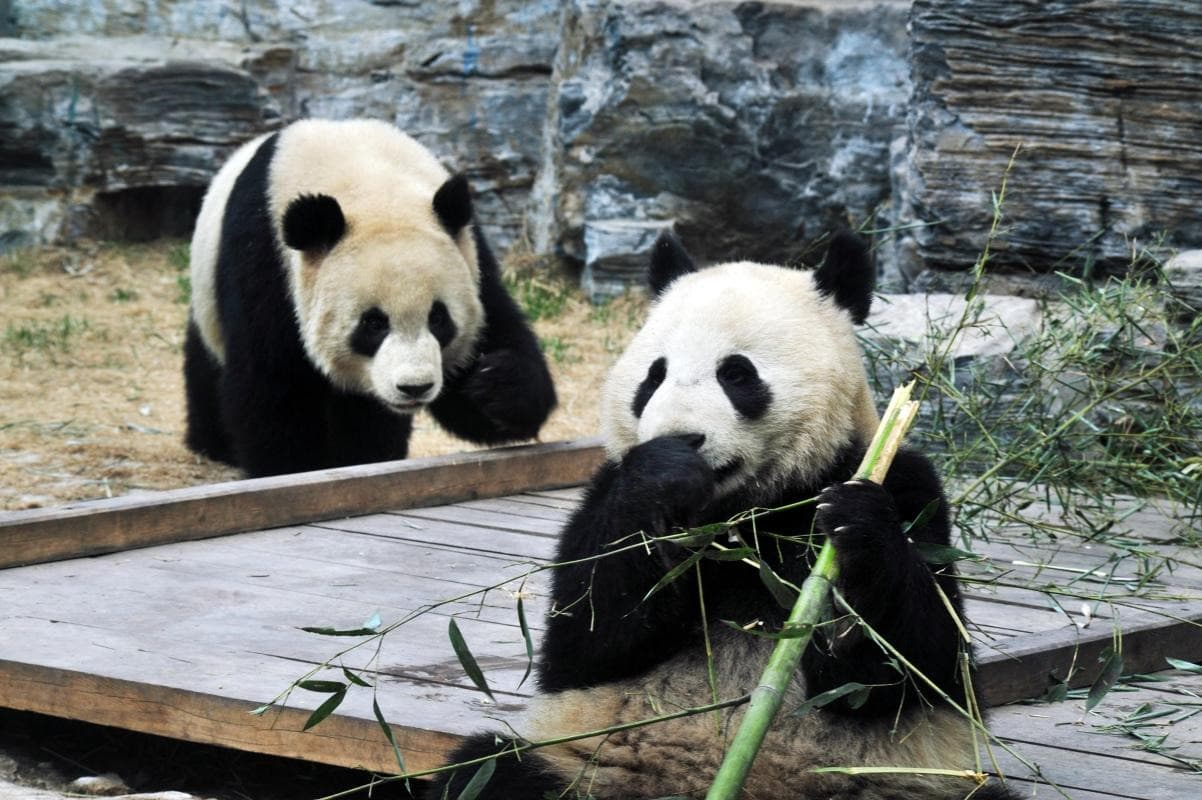 Beijing Zoo