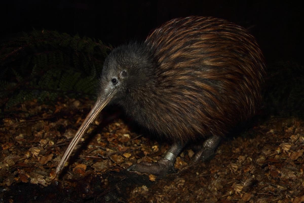 Kiwi Park Queenstown