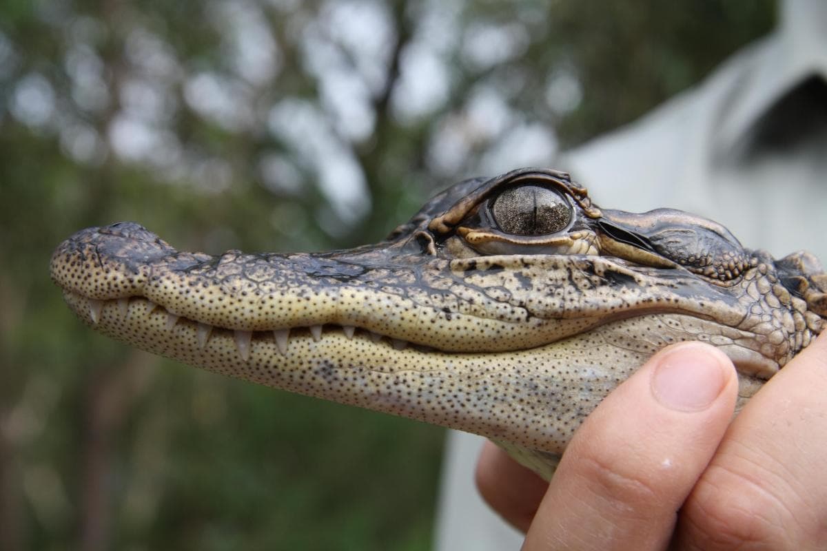 Australian Reptile Park