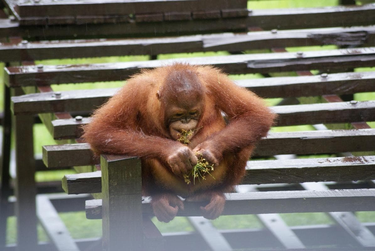 Matang Wildlife Centre