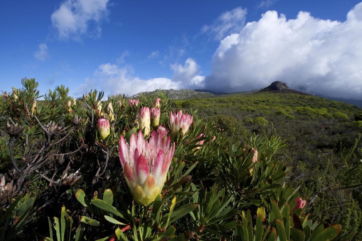 Silvermine Nature Reserve