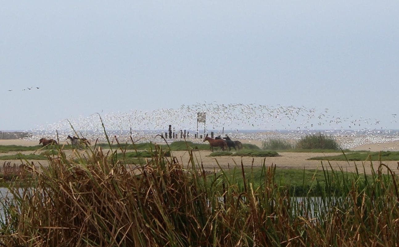 Pantanos de Villa Wildlife Refuge