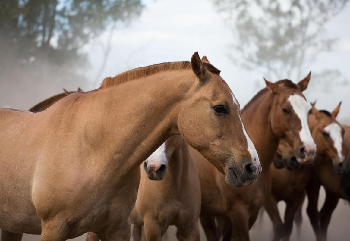Don Silvano Ranch (Estancia Don Silvano)