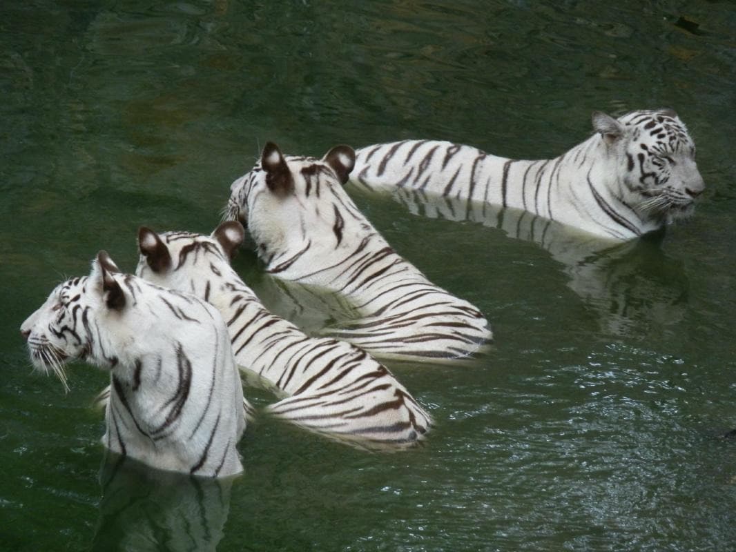 Arignar Anna Zoological Park (Vandalur Zoo)