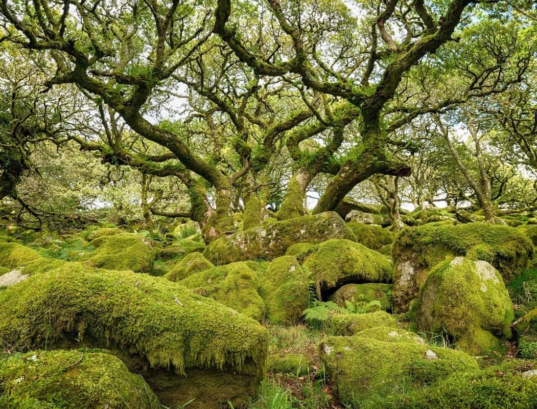 Wistman's Wood