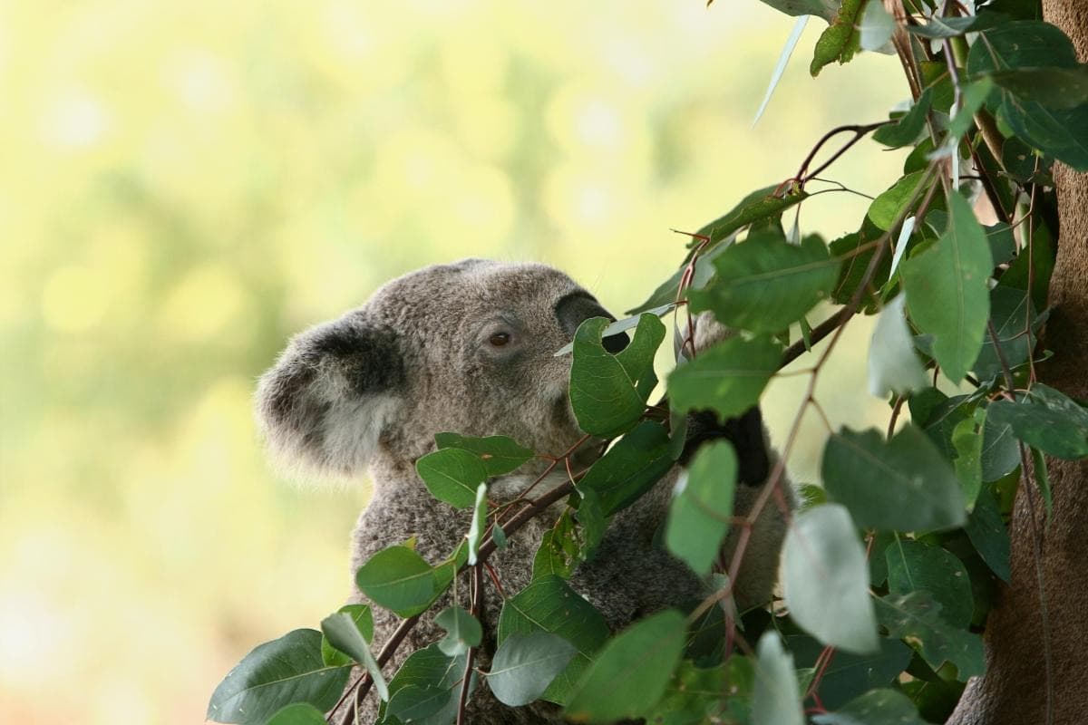Yanchep National Park