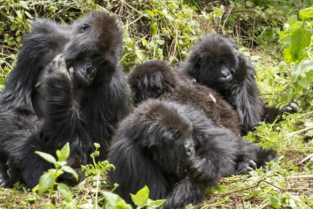 Bwindi Impenetrable National Park