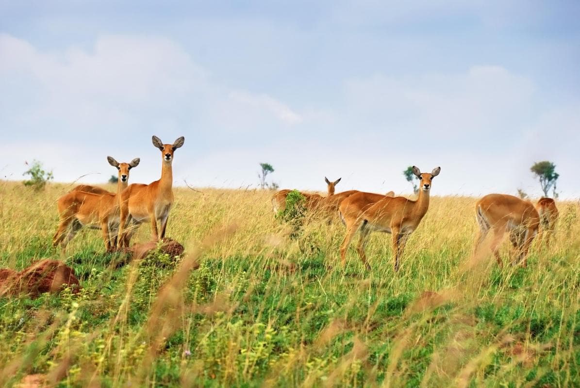 Queen Elizabeth National Park