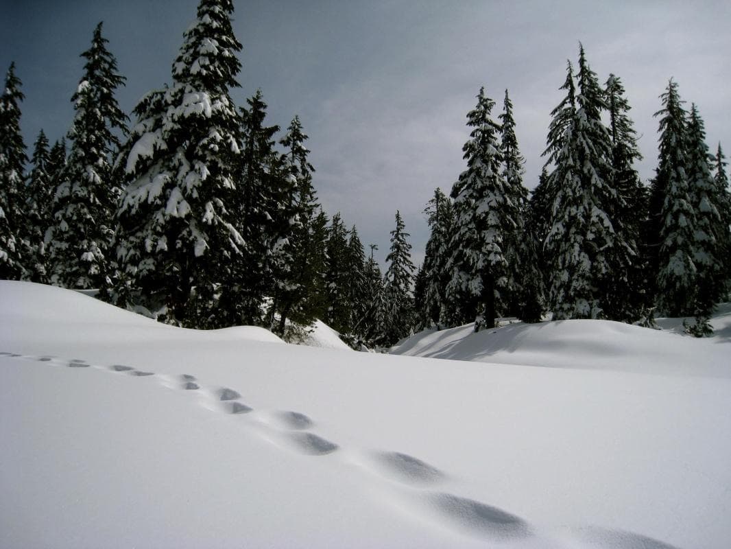 Cypress Mountain