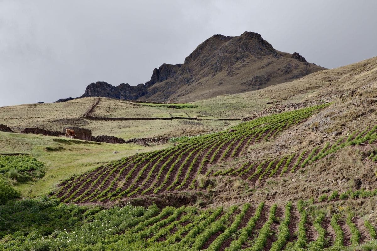 Pisac Potato Park