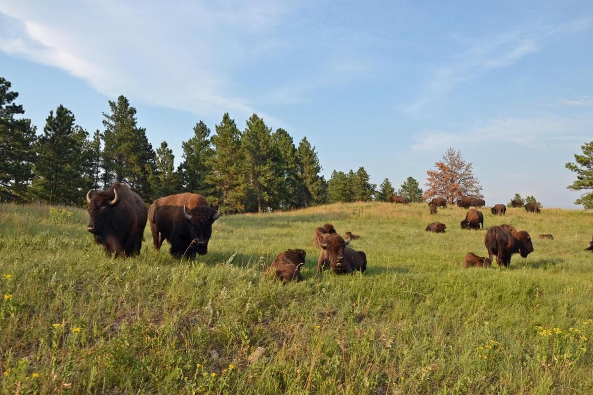 Custer State Park