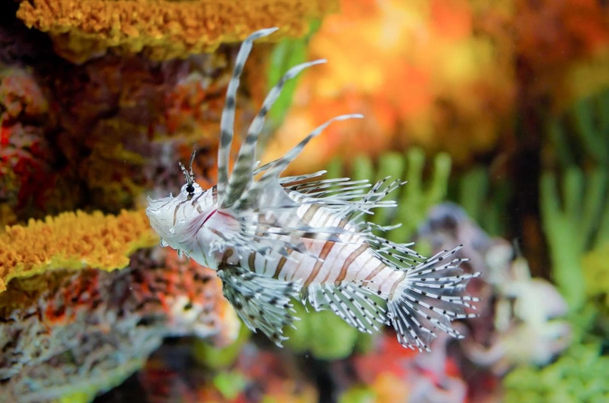 Shanghai Ocean Aquarium (SOA)