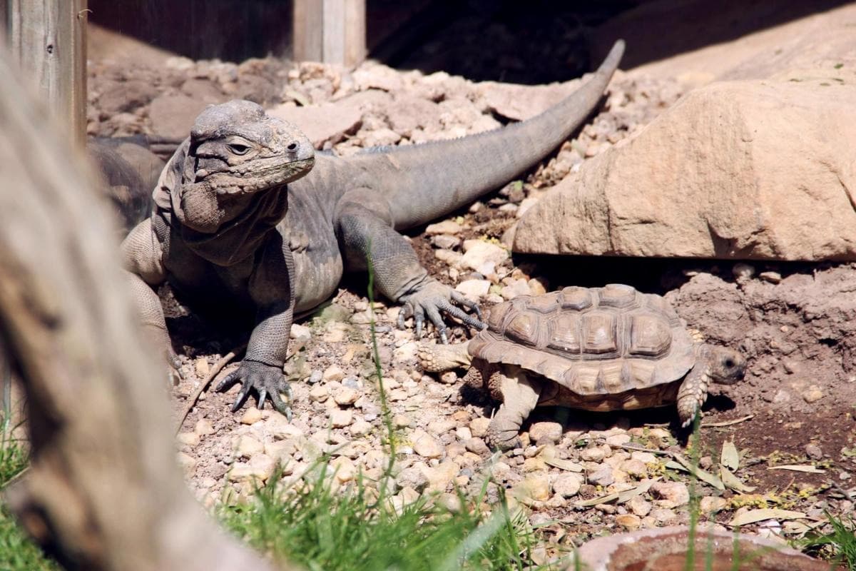 Ballarat Wildlife Park
