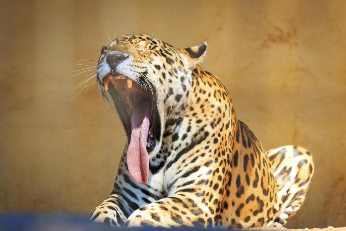 Sao Paulo Zoo (Zoológico de Sao Paulo)