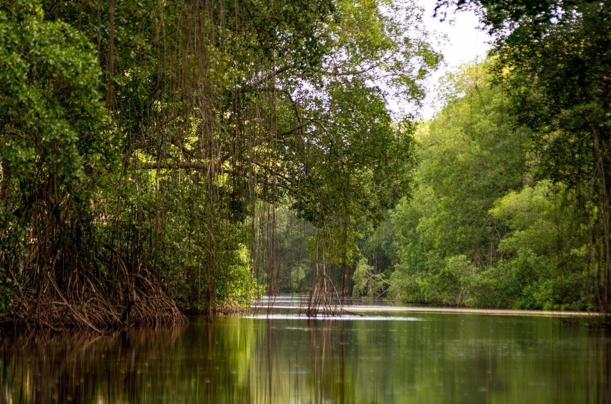 Caroni Swamp