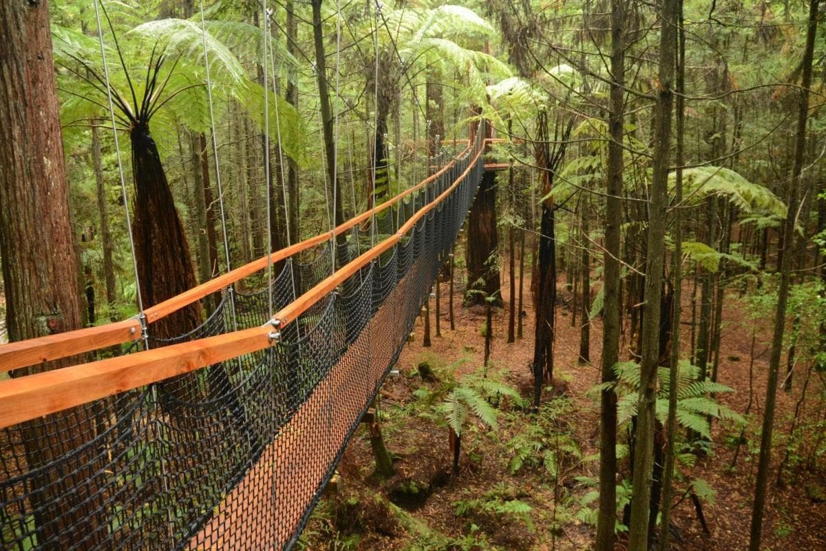 Redwoods Forest Whakarewarewa