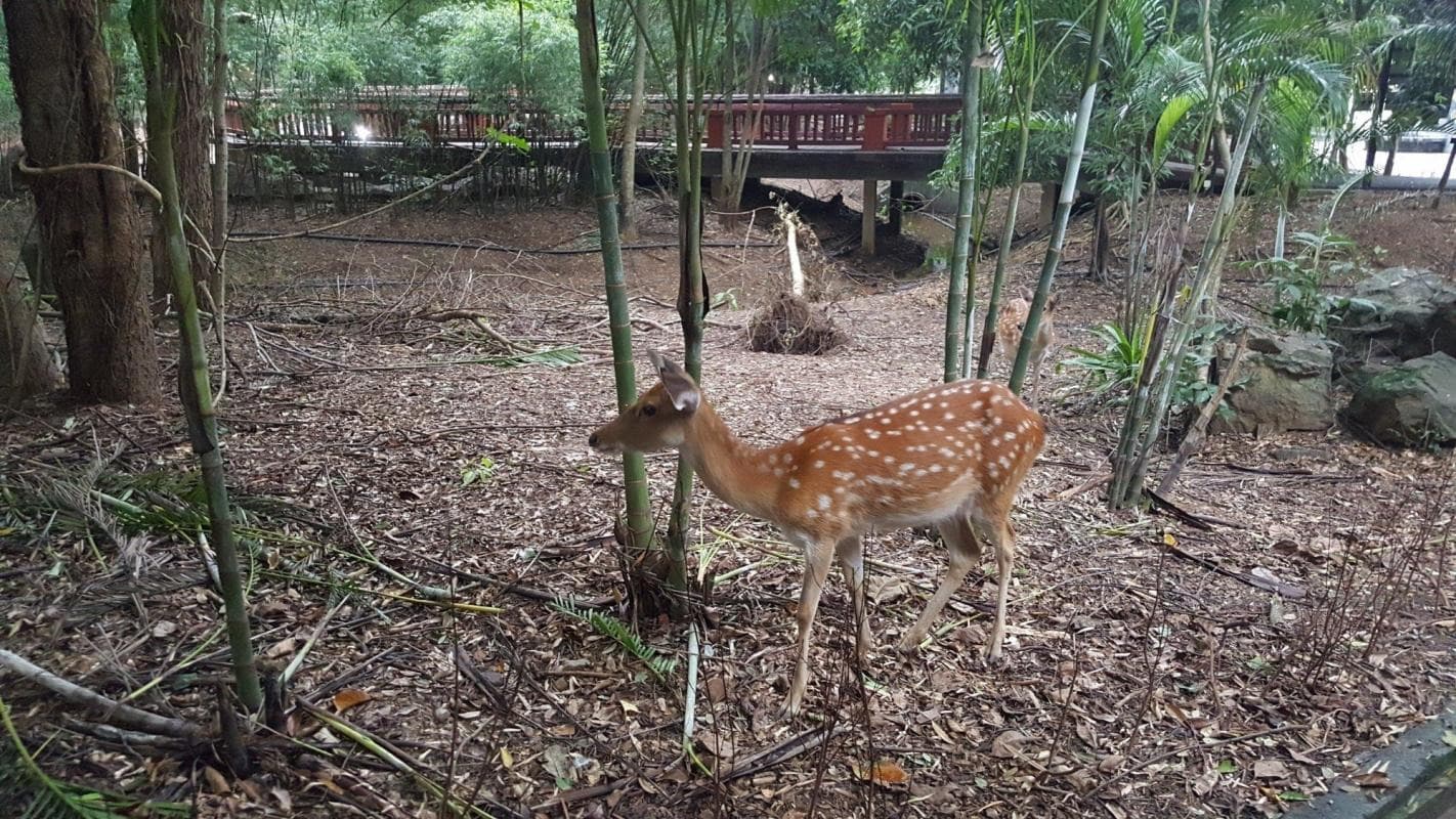Chiang Mai Night Safari