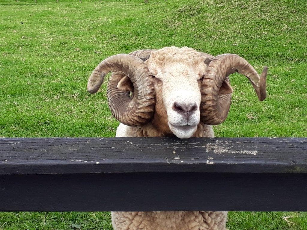 Sheepworld