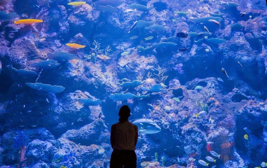 Cairns Aquarium
