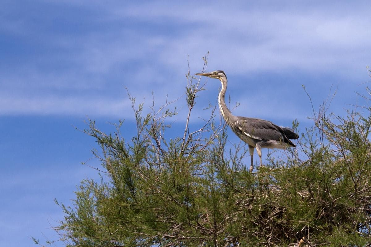Pont de Gau Ornithological Park (Parc Ornithologique du Pont de Gau)