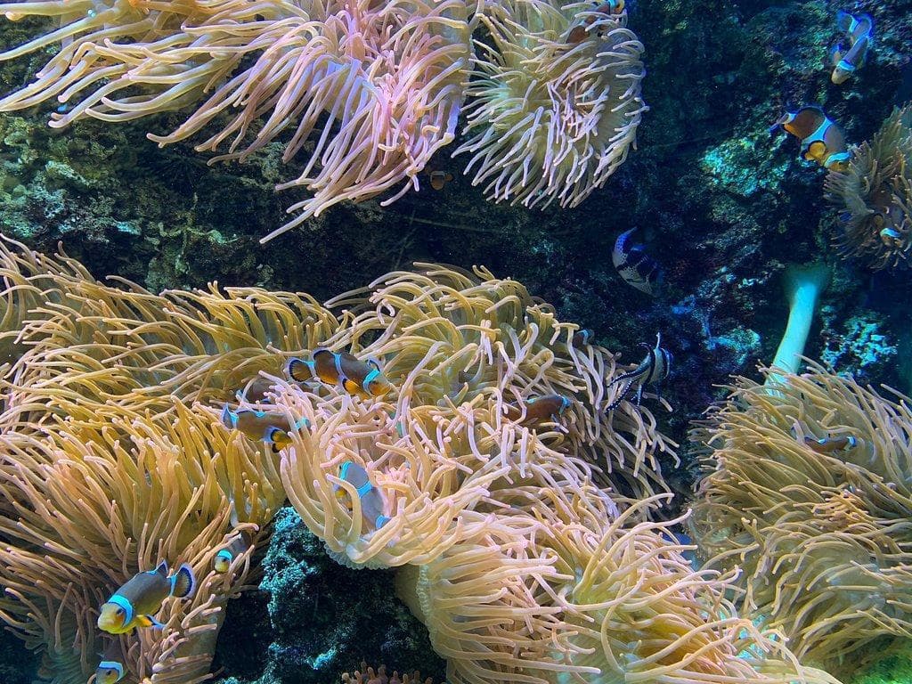 Cattolica Aquarium (Acquario di Cattolica)