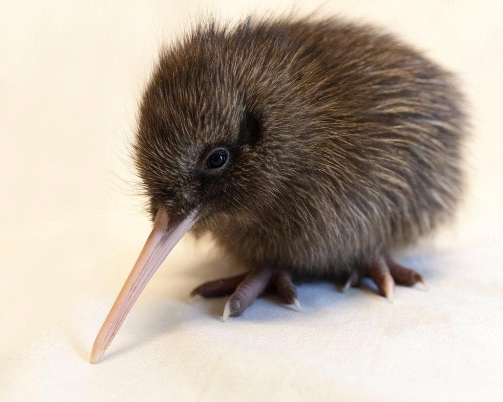 West Coast Wildlife Centre