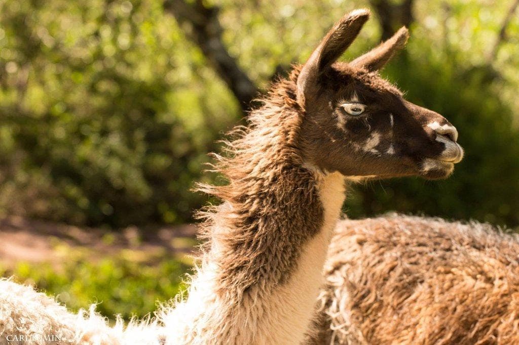 Cochahuasi Animal Sanctuary (Santuario Animal de Cochahuasi)