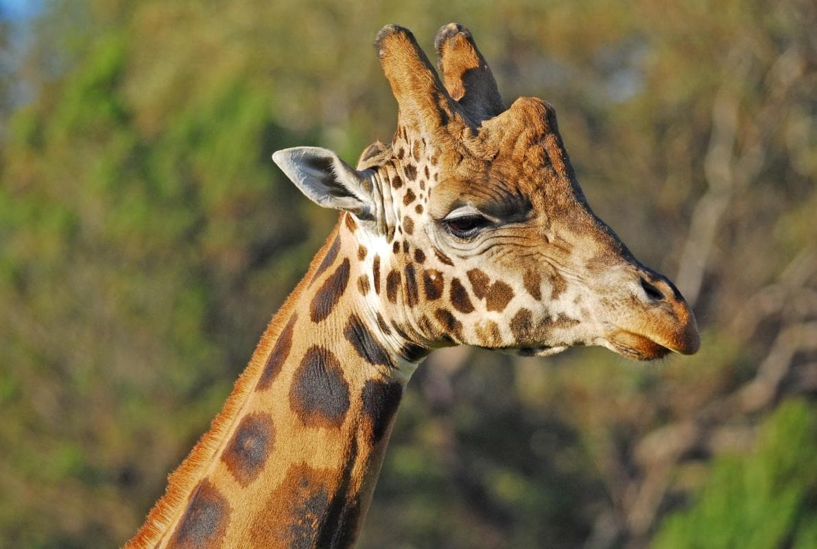 Monarto Zoo
