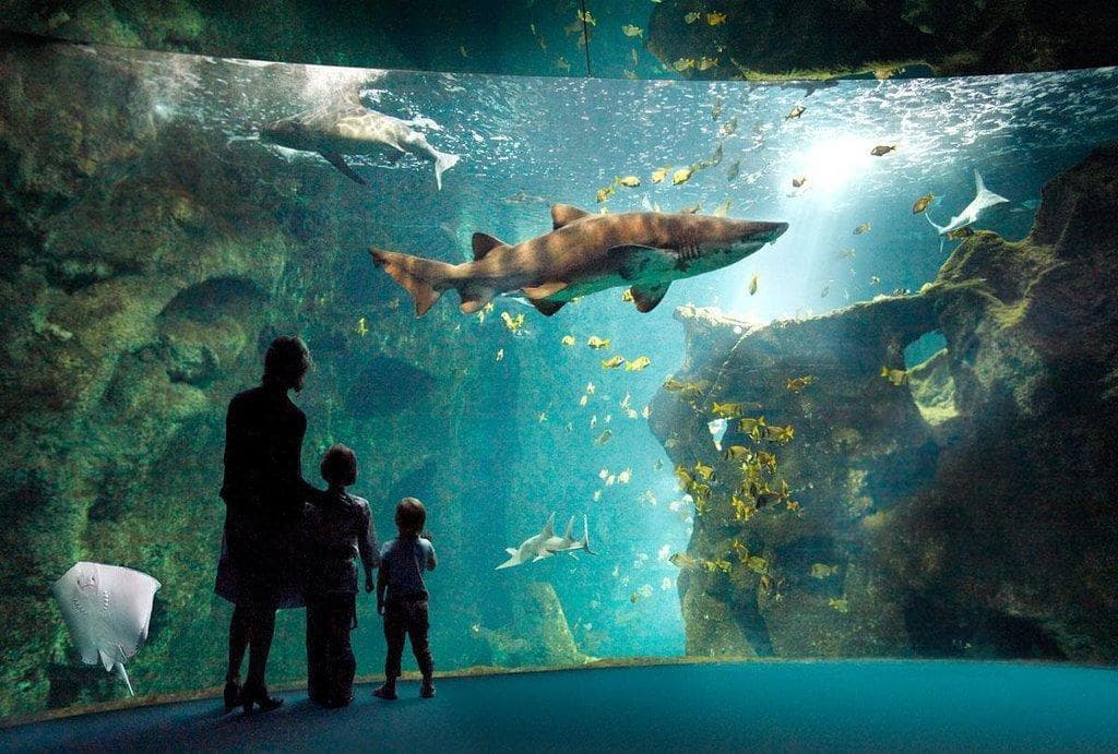 Aquarium La Rochelle