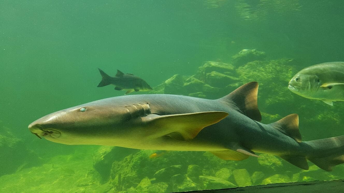 Marine World Aquarium (Mundo Marino Acuario)