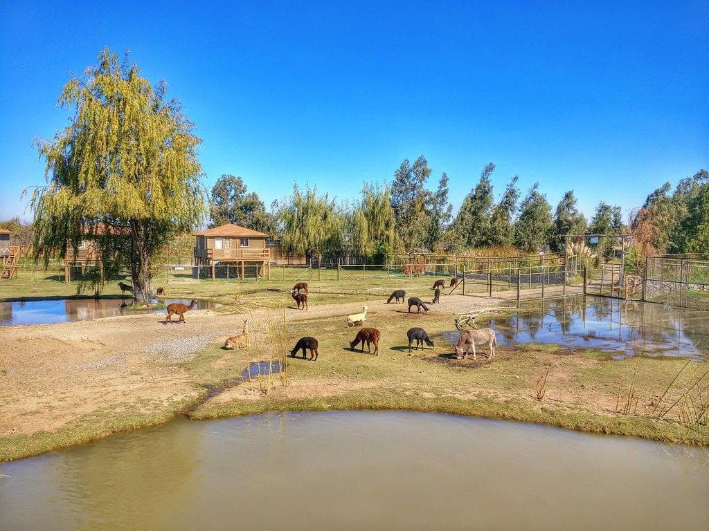 Chile Safari Park (Parque Safari Chile)