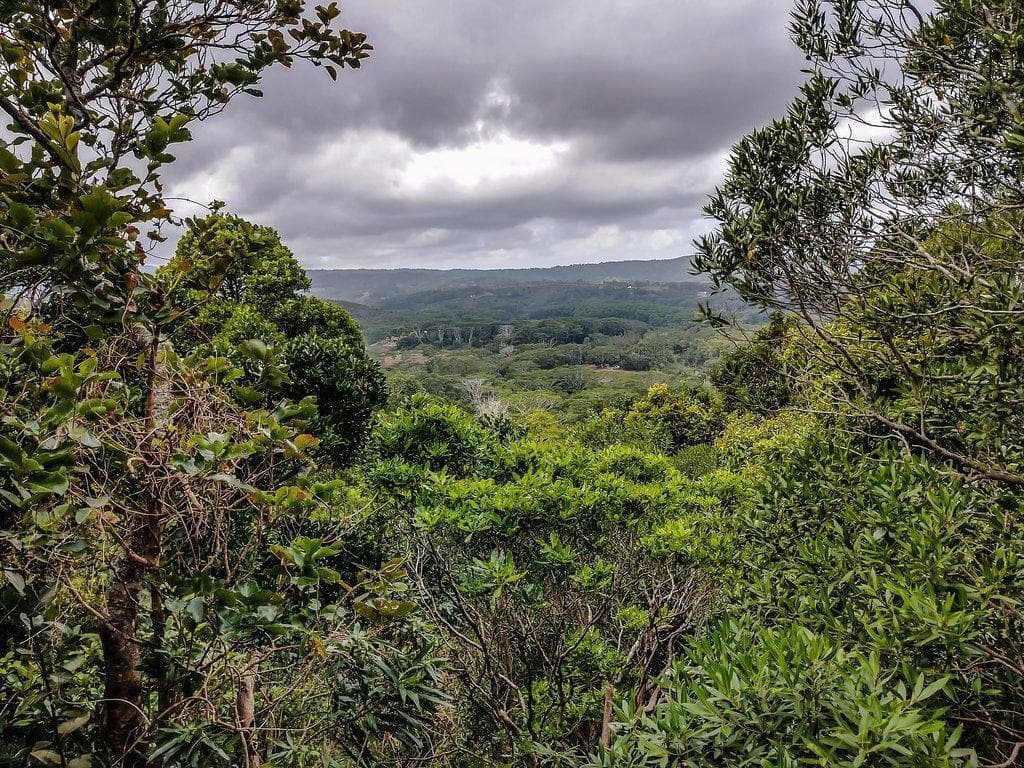 Ebony Forest Reserve