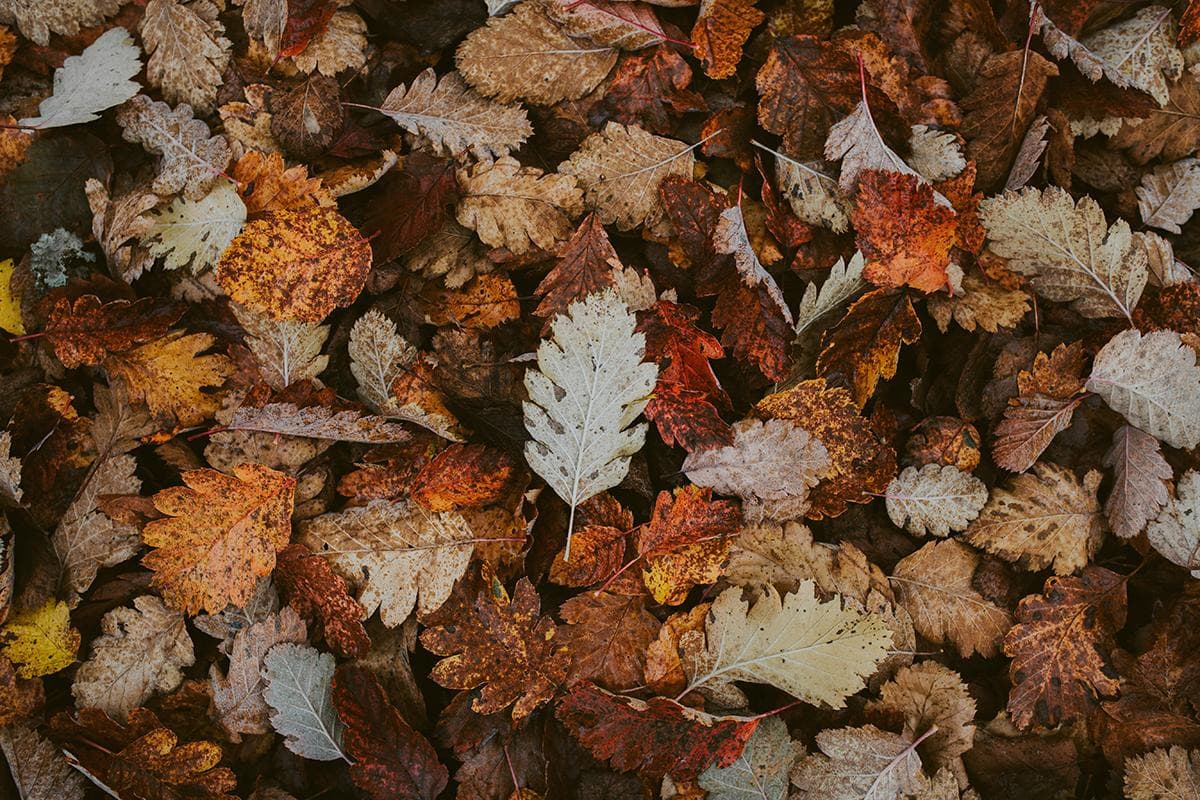 Hoyt Arboretum