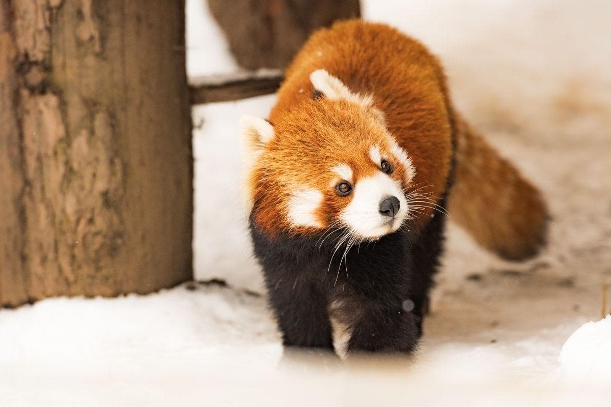 Asahiyama Zoo