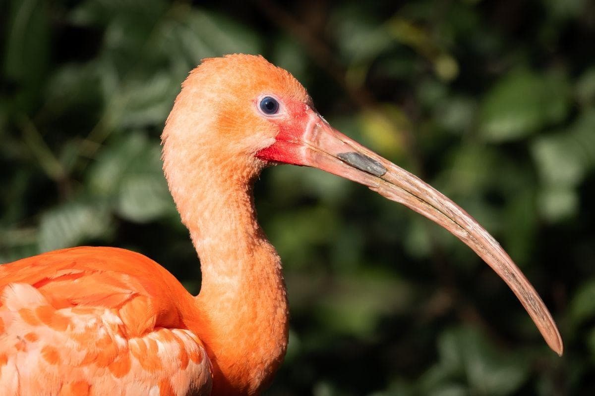 Caroni Bird Sanctuary