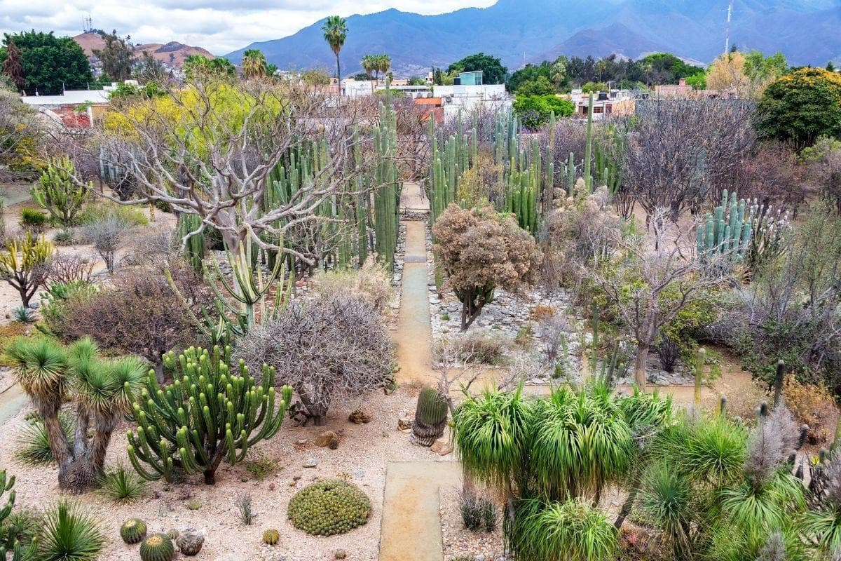 Oaxaca Ethnobotanical Garden (Jardín Etnobotánico de Oaxaca)