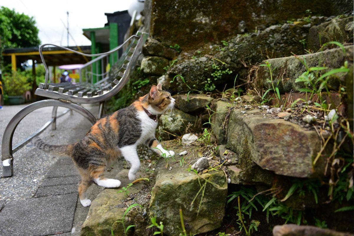 Houtong Cat Village