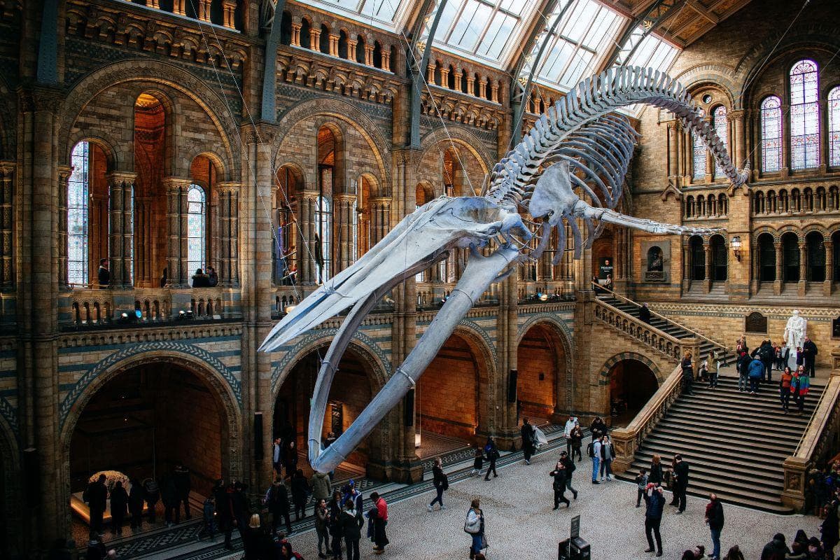 London Natural History Museum
