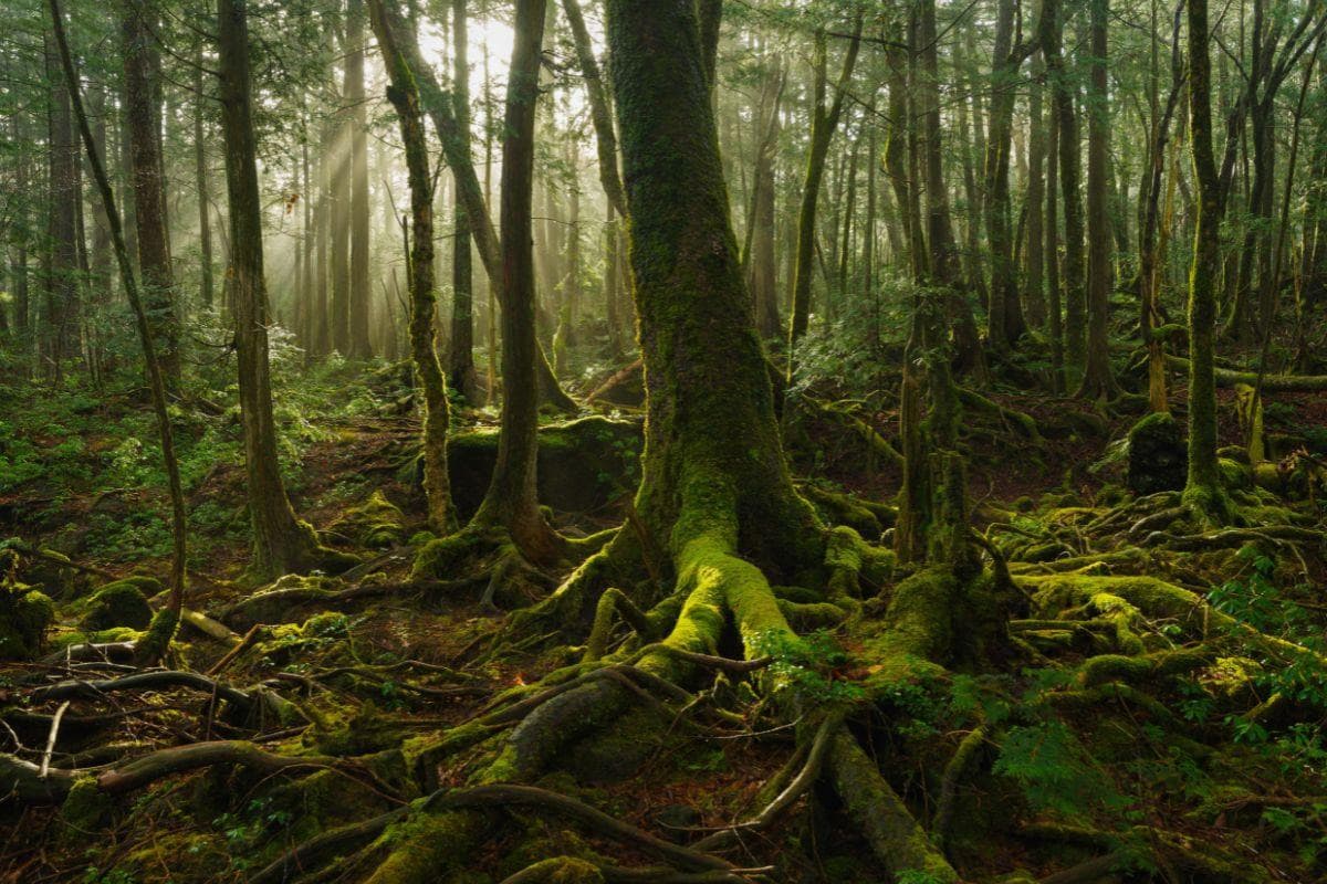 Aokigahara Forest
