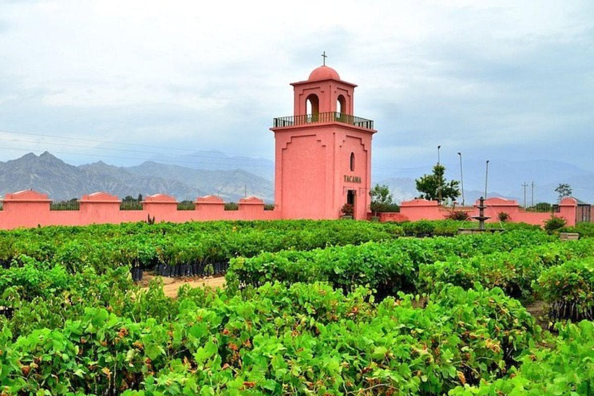 Tacama Vineyard