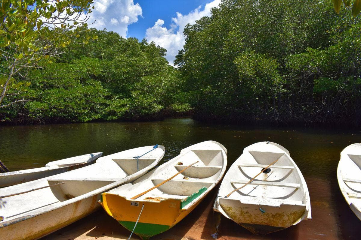 Nusa Lembongan Mangrove Forest