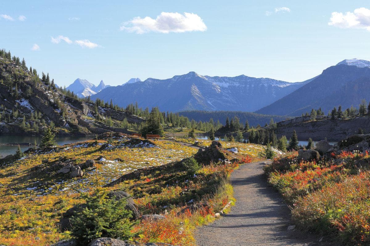Sunshine Meadows