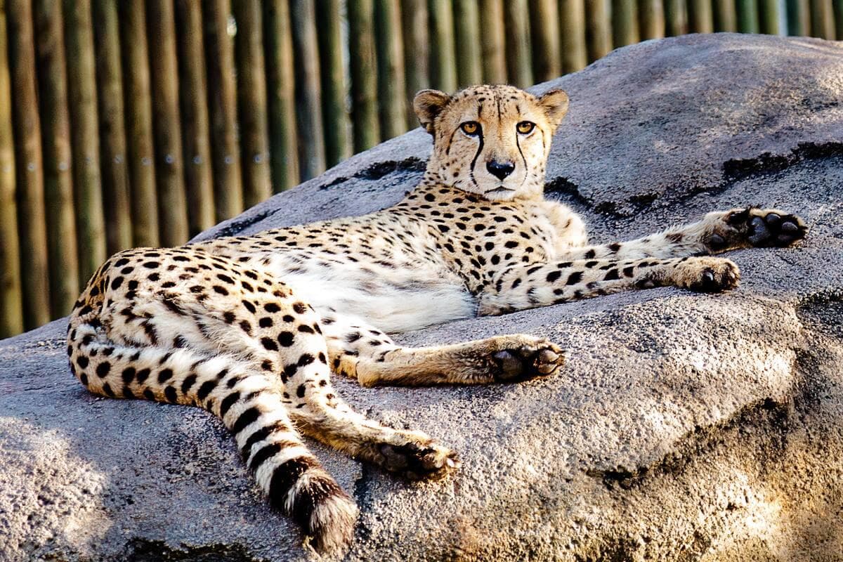 Dublin Zoo