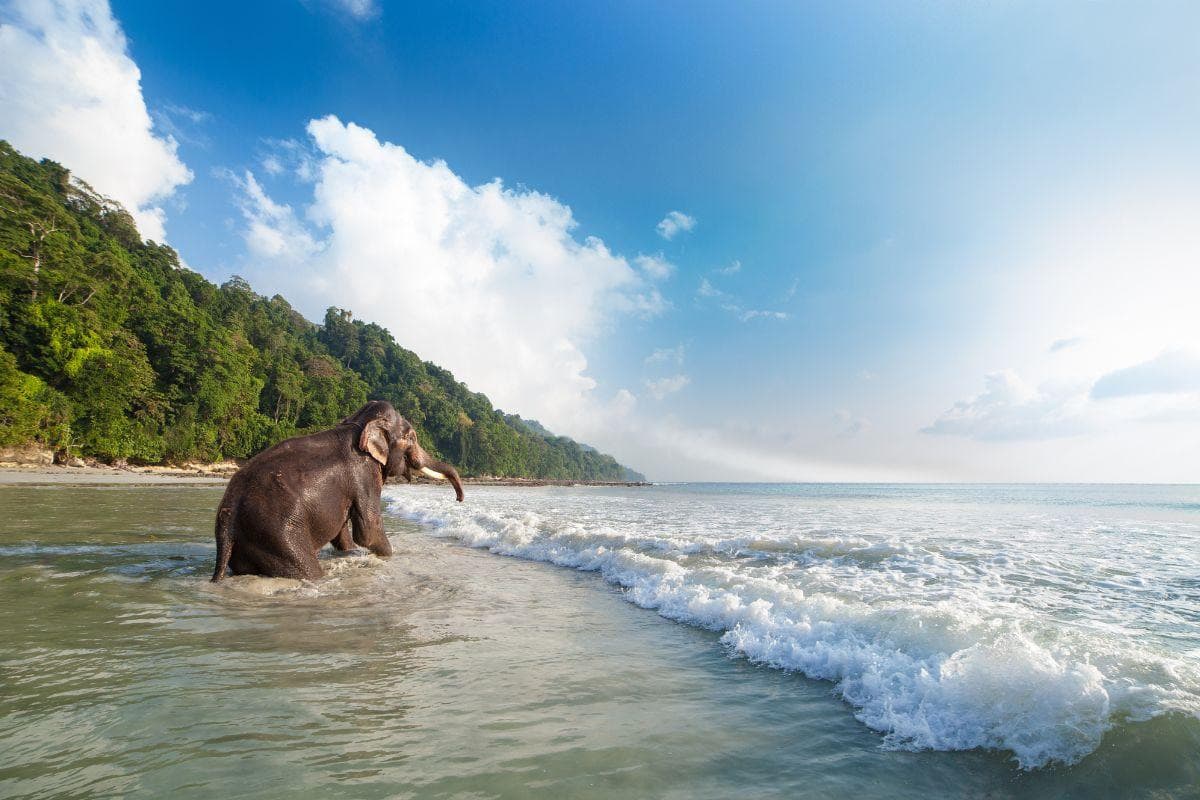 Elephant Beach