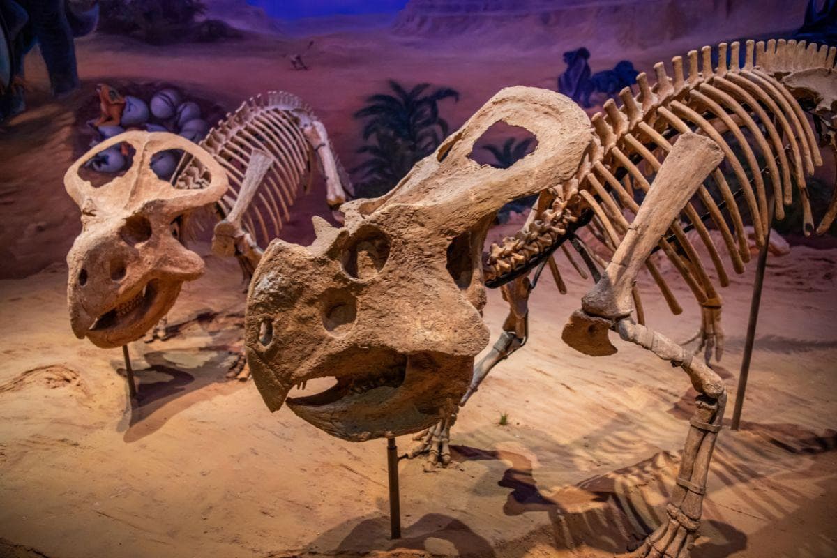 Inner Mongolia Museum