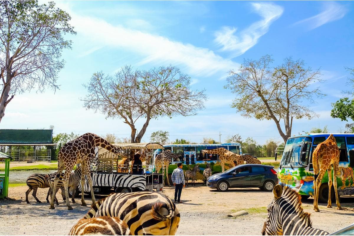 Kanchanaburi Safari Park