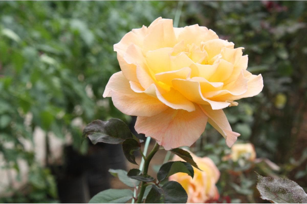 Rose Valley