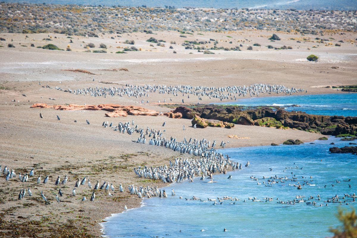 Punta Tombo