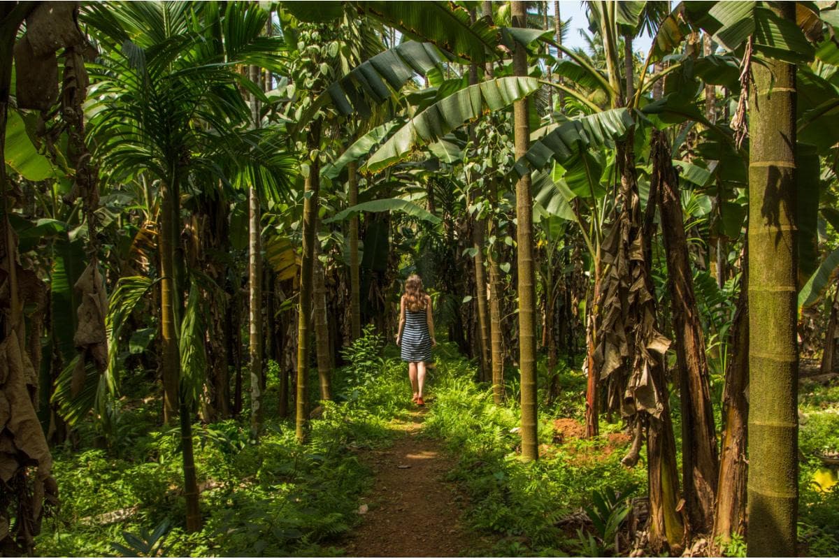 Tropical Spice Plantation